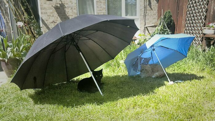 Two spoiled pets, a black cat and a fluffy cat, relax under umbrellas in a sunny garden.