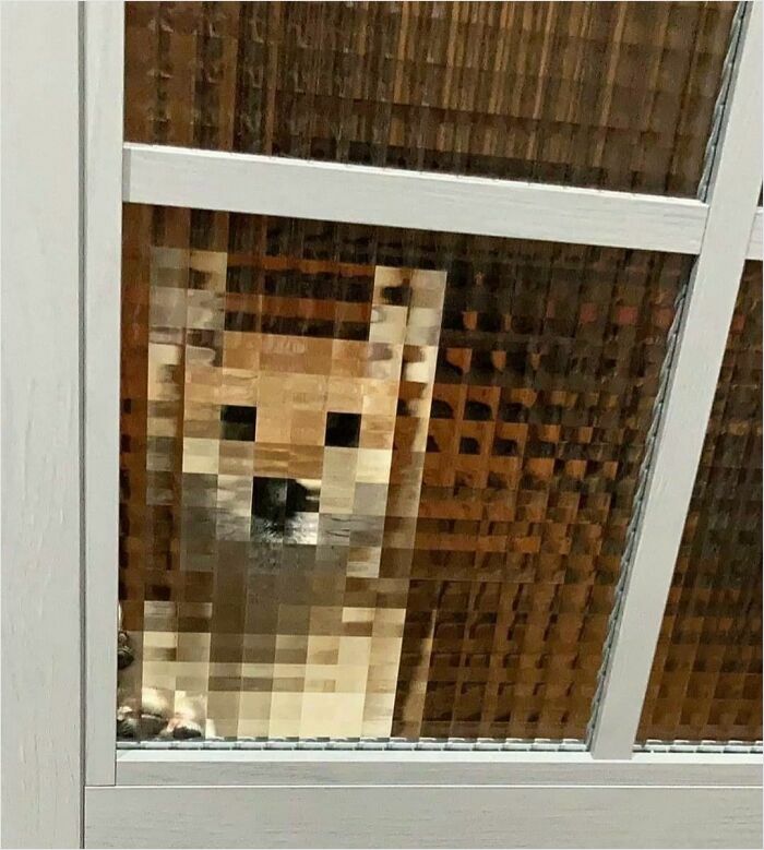 Pixelated dog behind glass, resembling a bad render in real life.