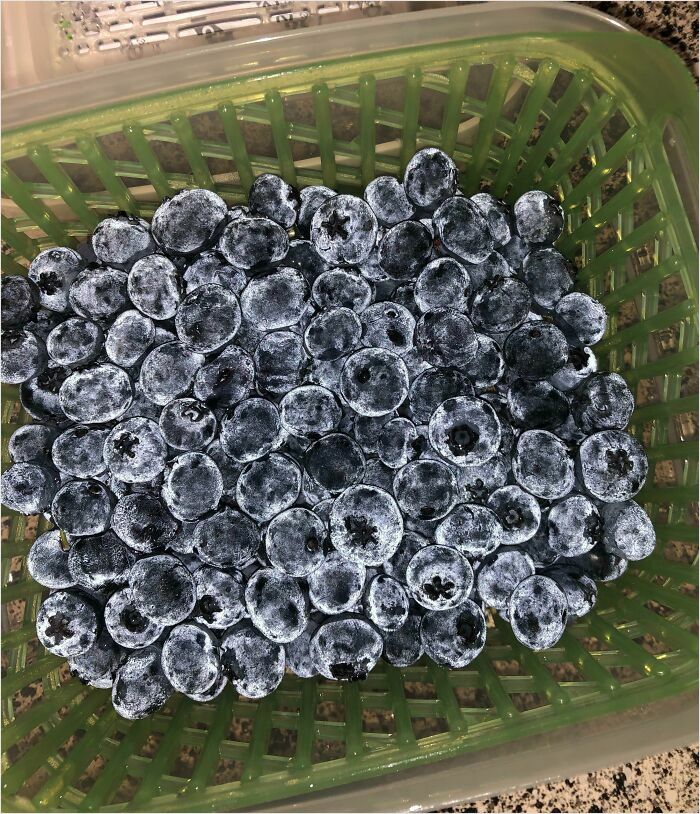 Real-life photo of blueberries in a green basket, resembling bad renders due to their unique frosty appearance.