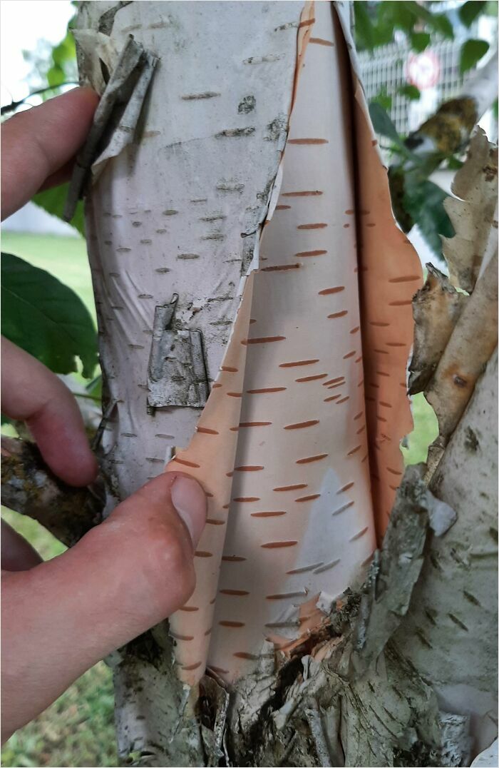 Close-up of tree bark peeling away, resembling a poorly rendered digital texture.