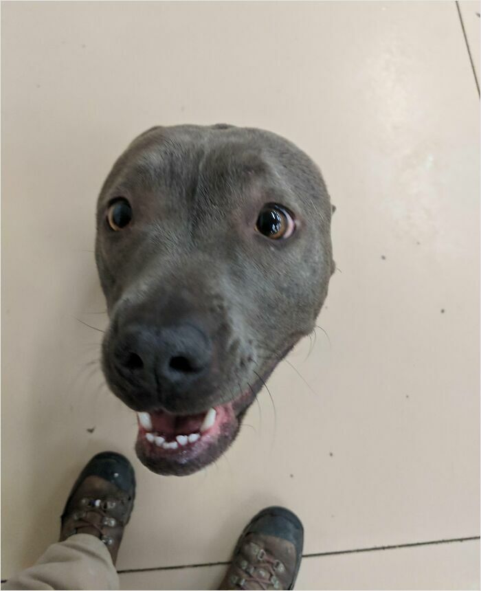 Dog's face with wide eyes and open mouth, resembling bad renders, on a plain floor background.