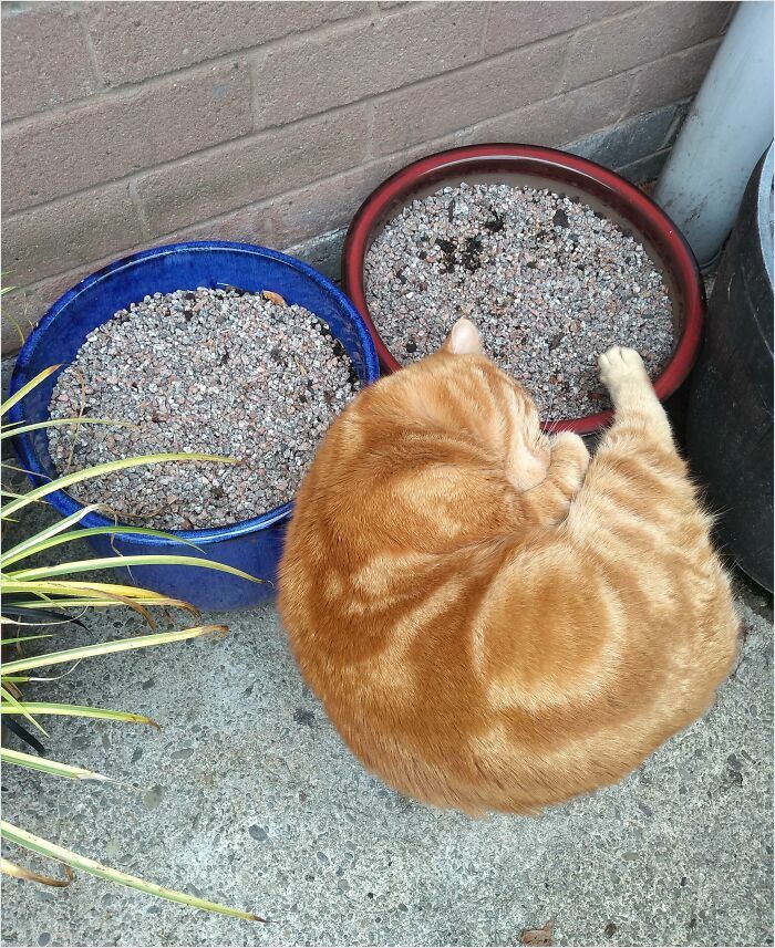 Orange cat curled up next to two round pots, resembling a render from a simulation or game.