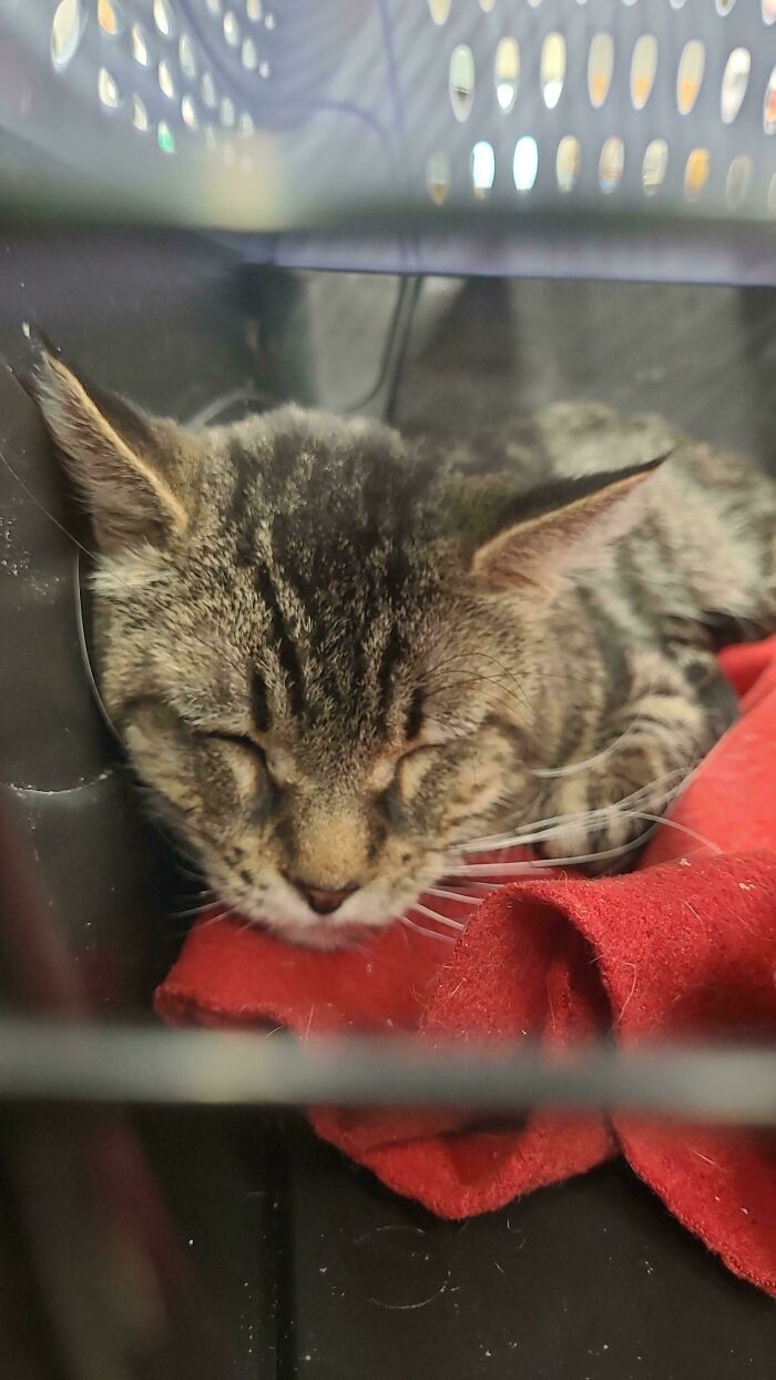 Adopted tabby cat sleeping on a red blanket, showcasing a heartwarming moment.