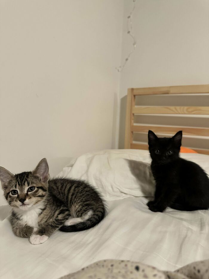 Two adorable kittens, one tabby and one black, sitting on a bed after recent adoption in December.