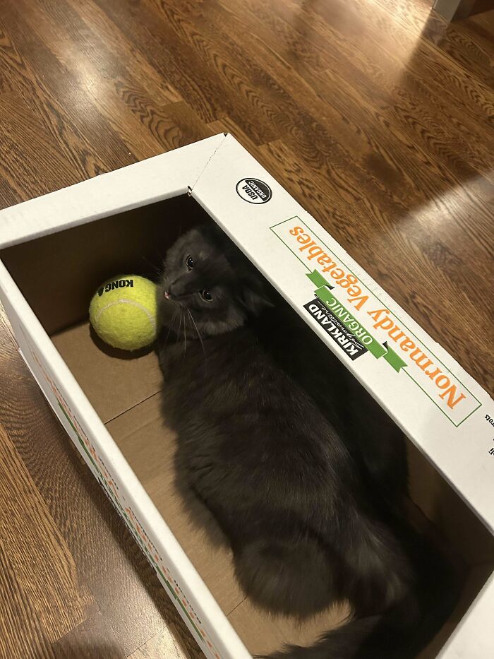 Wholesome adoption: A cute black cat in a box with a tennis ball.