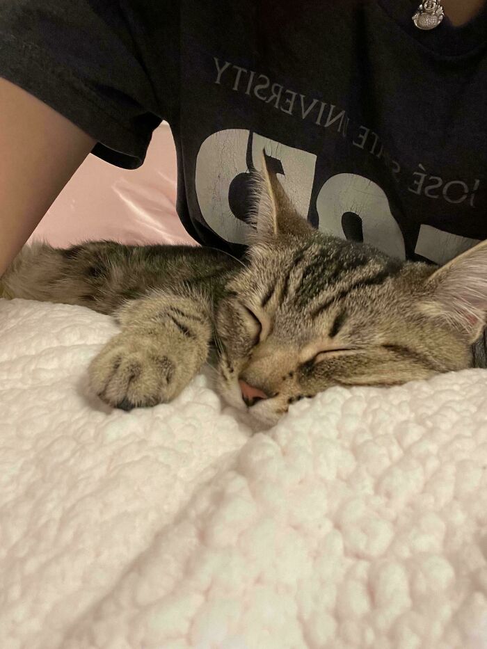 Adopted tabby cat peacefully sleeping on a cozy white blanket.