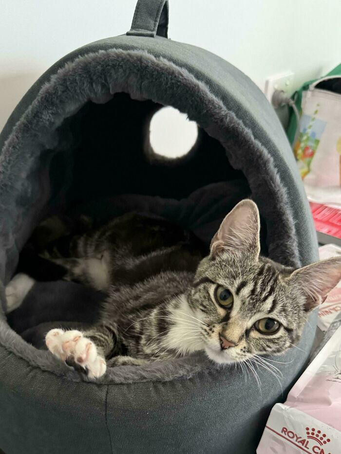 Adopted kitten lounging in a cozy pet bed, looking content and relaxed.