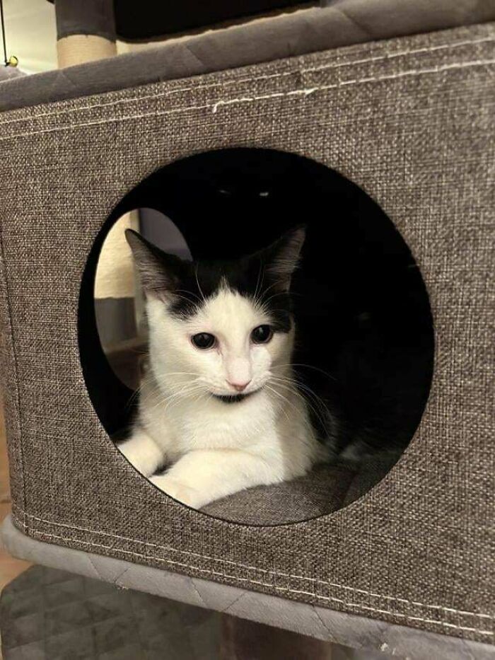 Adopted cat comfortably rests inside a fabric pet cube, showcasing a heartwarming adoption moment.