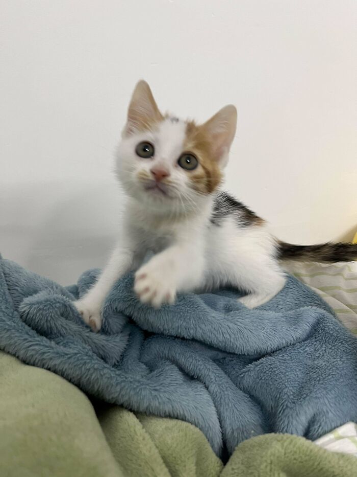 Adopted kitten playfully pawing at a blue blanket, showcasing a wholesome adoption moment.