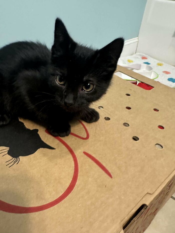 A small black kitten on a cardboard box, symbolizing a heartwarming adoption moment.