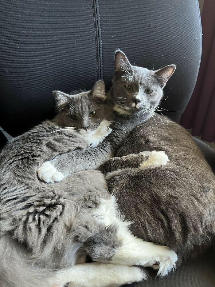 Two gray cats cuddling on a chair, representing wholesome adoption moments.