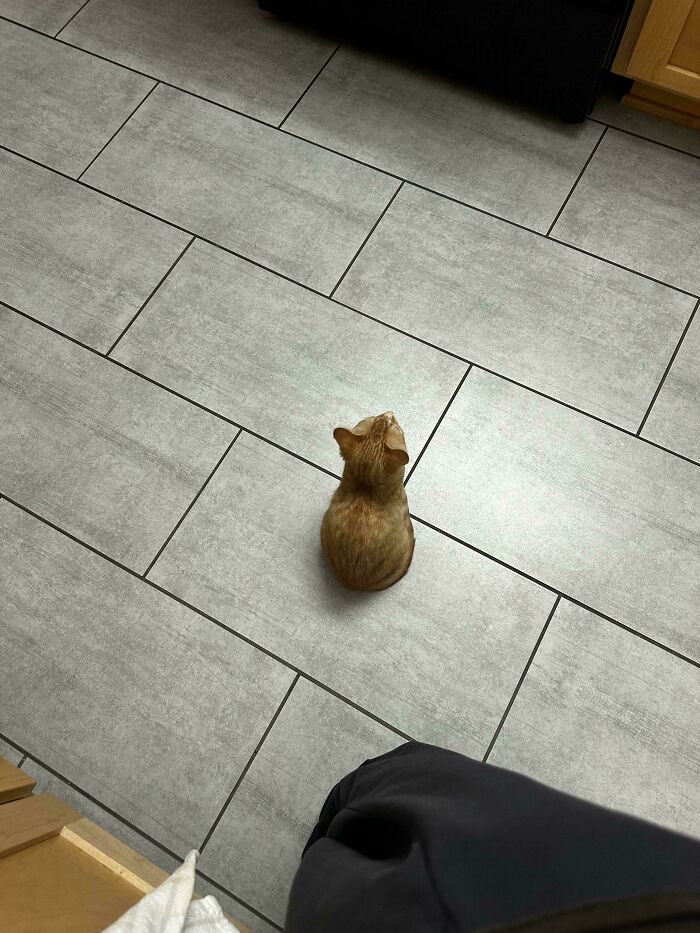 Orange cat sitting on tiled kitchen floor after adoption.