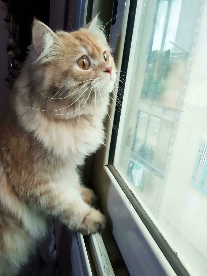 Adopted fluffy cat gazing out a window, showcasing a heartwarming moment from December's adoption stories.