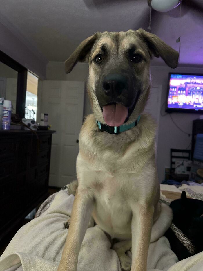 Adopted dog sitting happily on a bed, wearing a teal collar with a tongue out.