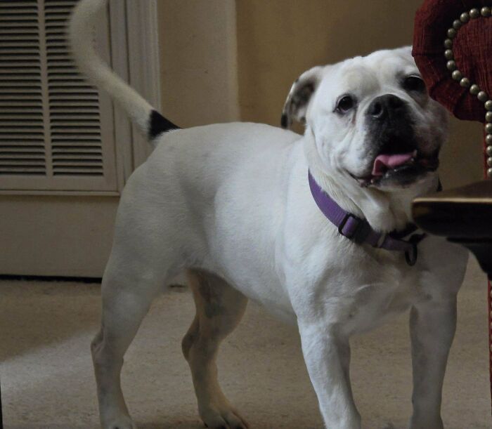 Adopted dog with a purple collar standing indoors, looking happy.