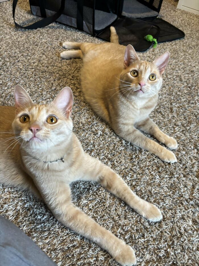 Two ginger cats lying on a carpet, looking up curiously. Wholesome adoption moment in December.