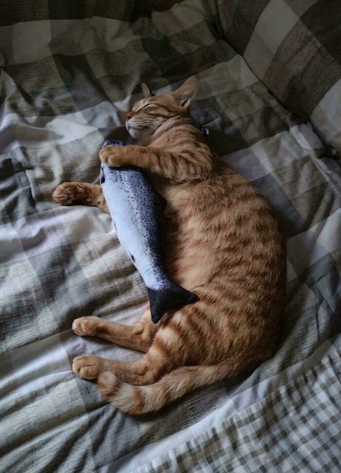 Adopted cat snuggles with toy fish, showcasing a heartwarming moment.