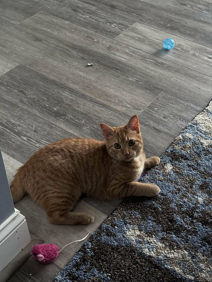 Adopted cat lounging on the floor with toys nearby, looking content and curious.