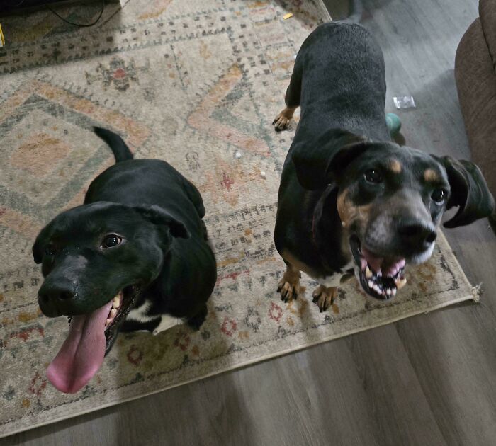 Two joyful adopted dogs with wagging tails on a patterned rug, showcasing the joy of pet adoption.