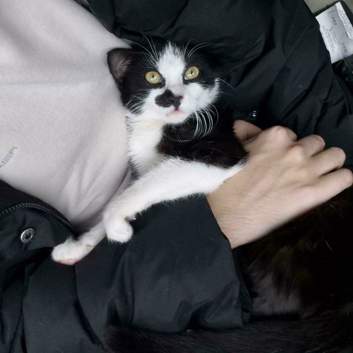 Black and white cat being cuddled during adoption, displaying a calm and content expression.