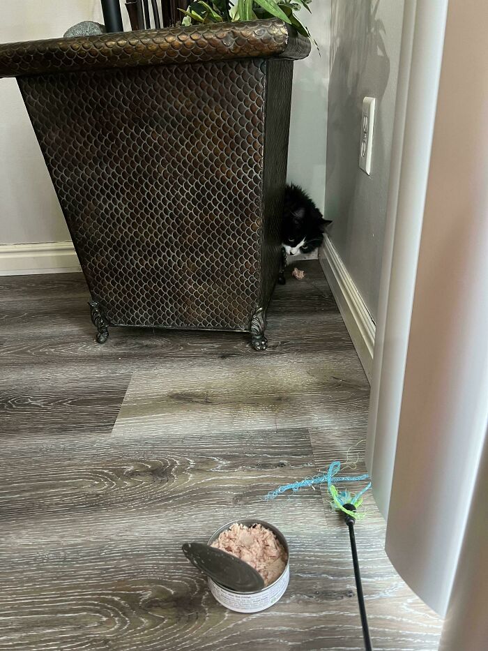 A black and white cat peeks from behind a plant stand, near a can of cat food on the floor, capturing a wholesome adoption moment.