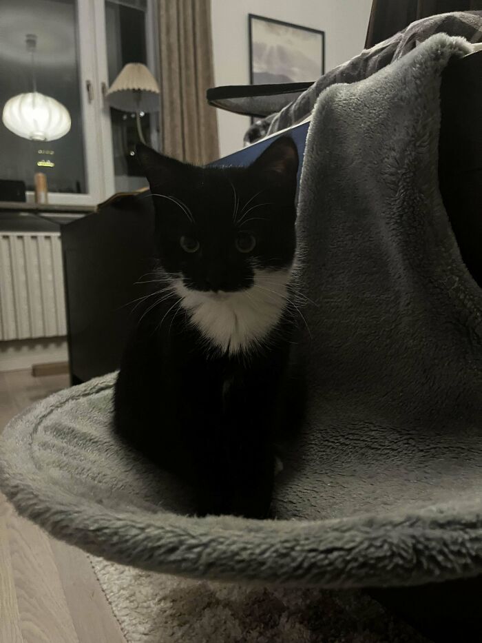 Black and white cat sitting on a cozy gray blanket in a warmly lit room, adoption happiness.