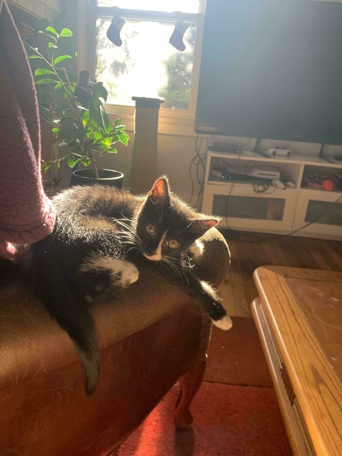 Adopted black and white kitten lounging in a sunlit room, embracing warmth and serenity.