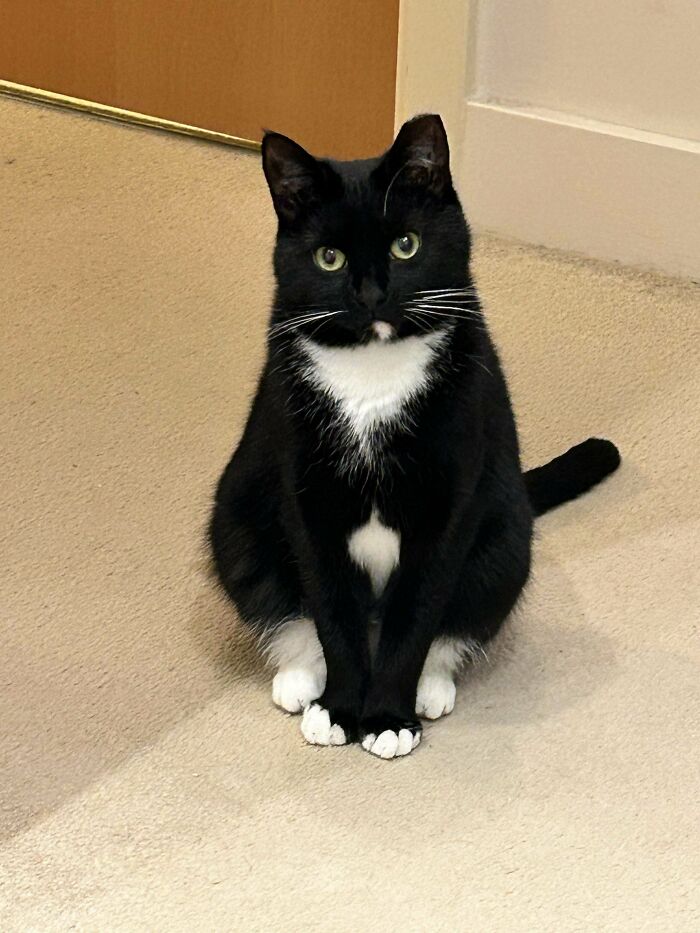 Black and white cat sitting on carpet, showcasing a wholesome adoption moment.