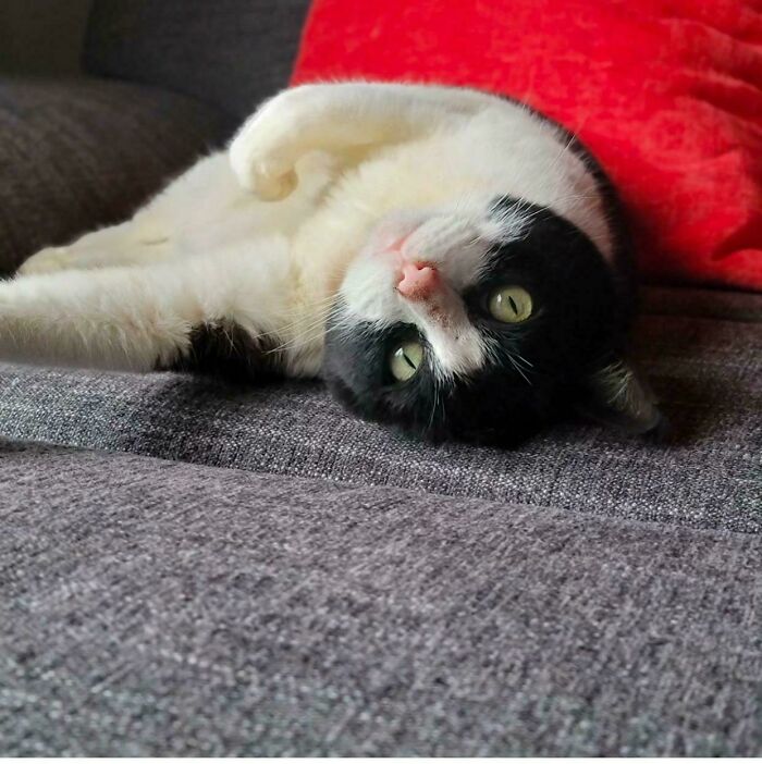 Adopted cat resting upside down on a gray sofa, looking relaxed and content.