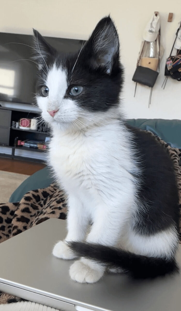 Black and white kitten sitting on a laptop, part of a collection of wholesome adoption pics.