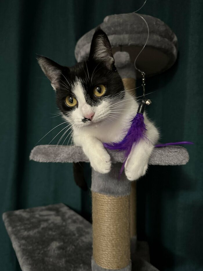 Black and white cat on a scratching post with purple feather, showcasing a wholesome adoption moment.