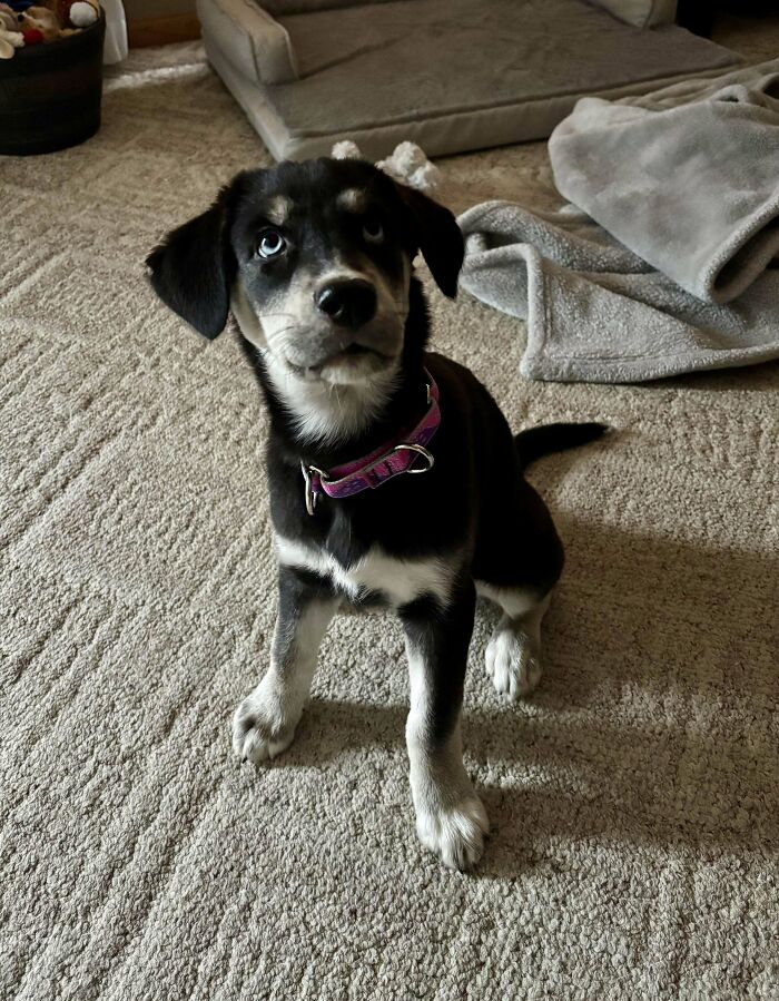 Adorable puppy sitting on a carpet, showcasing a heartwarming adoption moment.