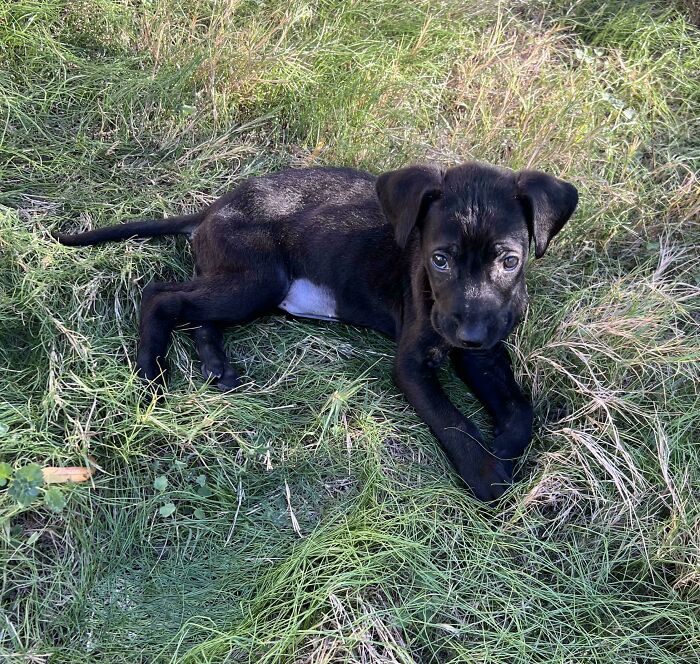 Adopted puppy lying on grass in the sun, showcasing a heartwarming adoption moment this December.