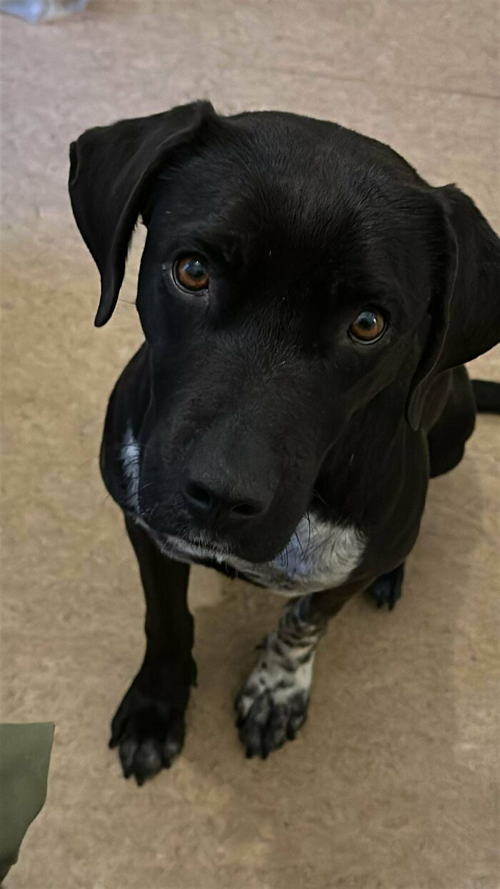 Adopted black and white dog with soulful eyes looking up lovingly at the camera.