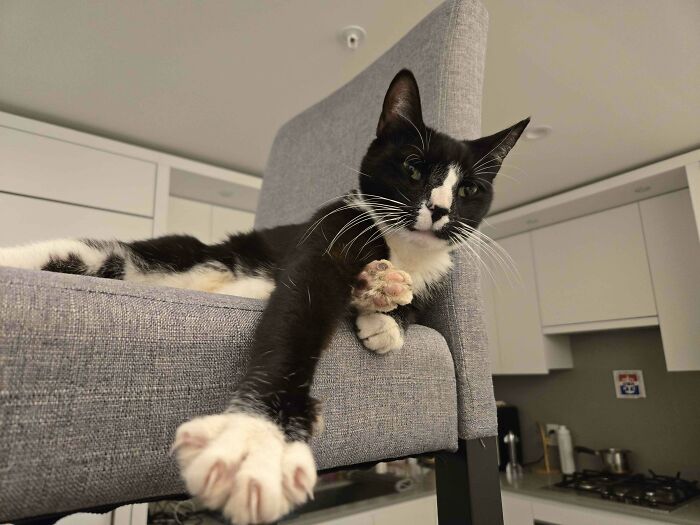 Adopted black and white cat lounging on a gray chair in a modern kitchen.