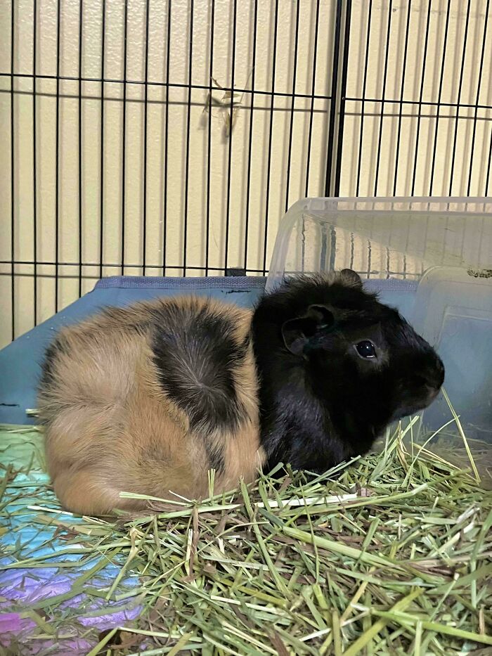 Adopted guinea pig resting on hay inside a cage, showing a blend of brown and black fur.