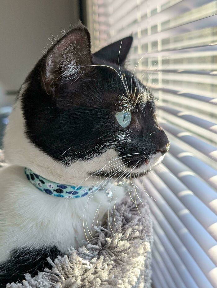 Black and white cat with a patterned collar looks out through window blinds, representing wholesome adoption.