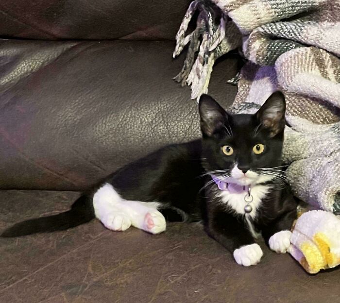 Black and white kitten lying on a dark sofa next to a cozy blanket, representing a wholesome adoption moment.