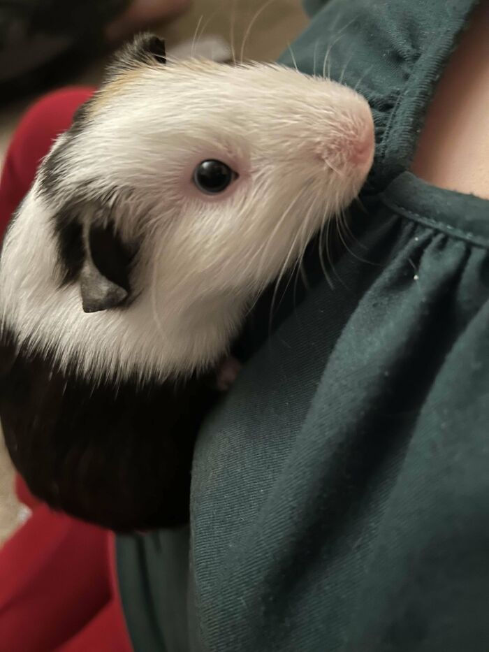 Adopted guinea pig cuddles on a person's lap, showcasing a heartwarming moment of adoption joy.