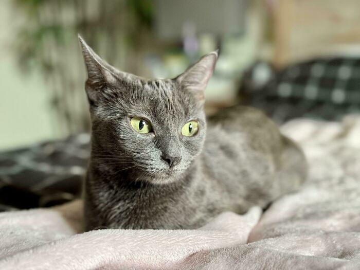 Gray cat with green eyes relaxing on a bed, symbolizing a wholesome adoption moment in December.