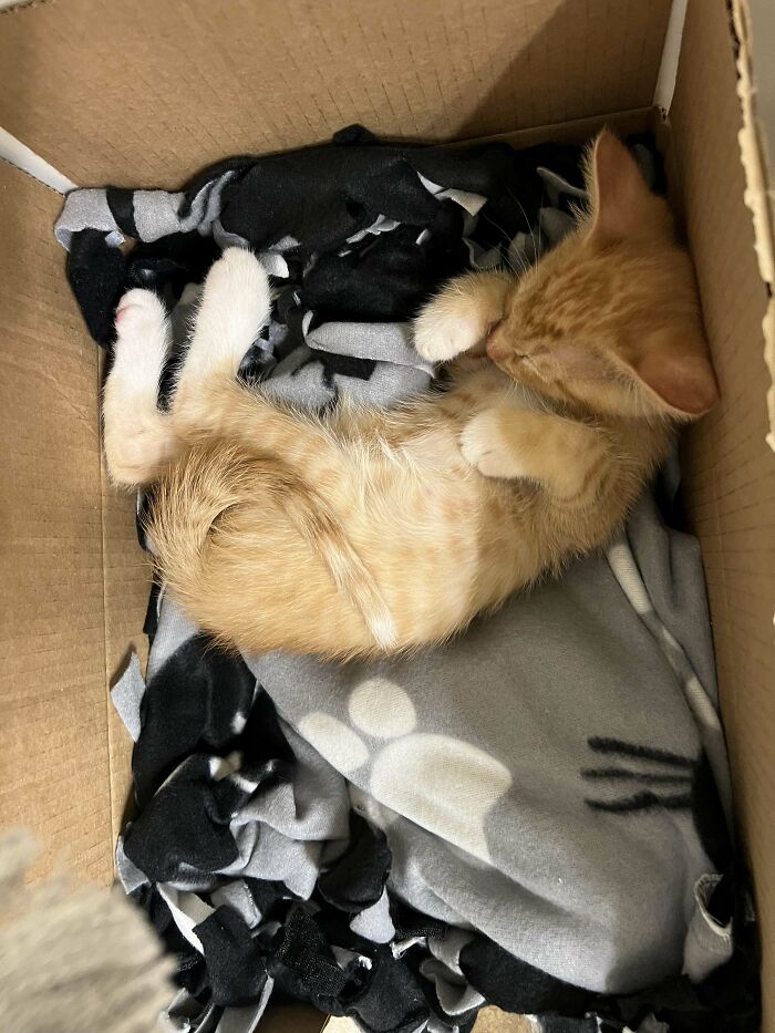 Adopted kitten sleeping in a cardboard box on a cozy blanket.