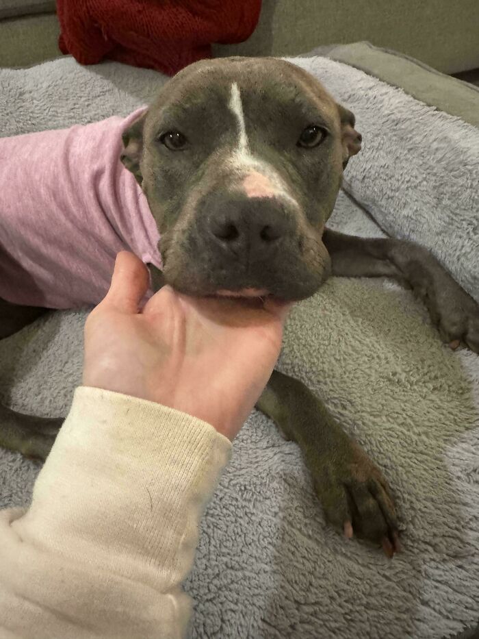 Adopted dog in a pink shirt resting its head on a person's hand, showing a heartwarming bond.