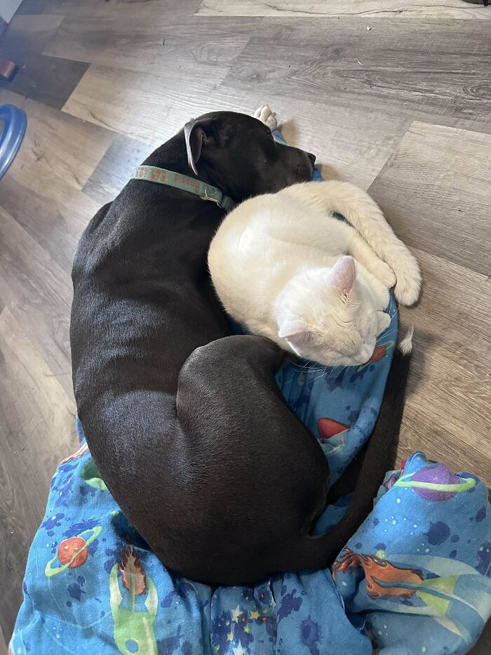 Dog and cat cuddling on a colorful blanket, showcasing a wholesome adoption moment.