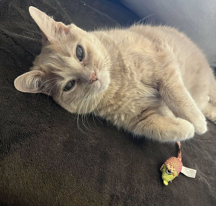 Adopted cat lounging with a toy, showcasing a heartwarming moment from December adoptions.