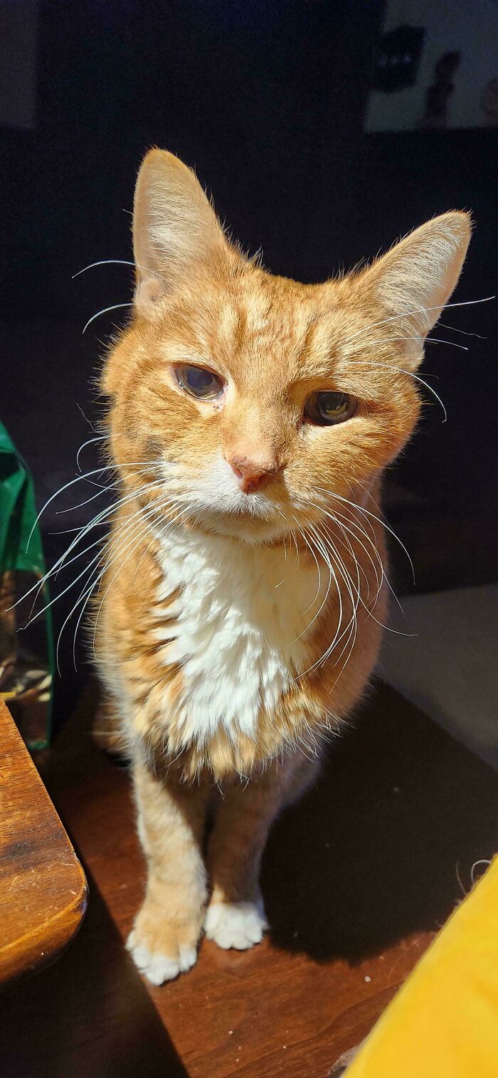 Adopted ginger cat with white chest looking content, sitting on a wooden floor.