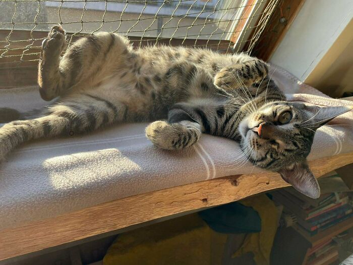 Adopted tabby cat lounging in sunlight on a windowsill, showing a relaxed and content pose.