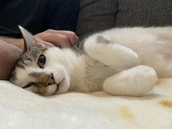 Adopted cat comfortably lounging on a blanket, showing a relaxed and happy demeanor.