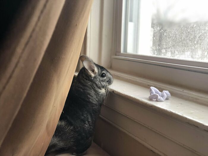 Chinchilla peeking out from behind a curtain, looking outside a window in a wholesome adoption scene.