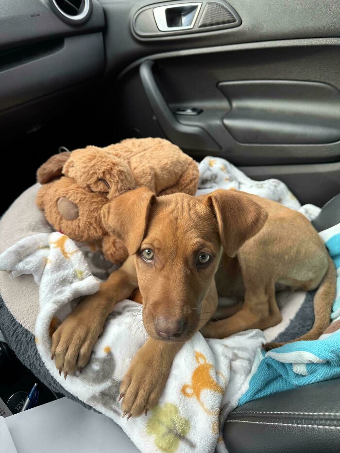 Adopted puppy resting in a car with a stuffed toy, looking content and cozy.