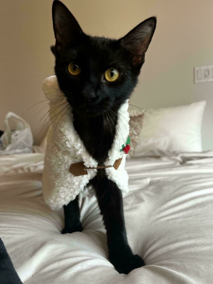 Black cat in a cozy white outfit on a bed, showcasing a wholesome adoption moment this December.